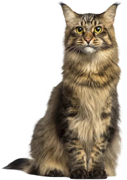 cat-transparent-background-free-png